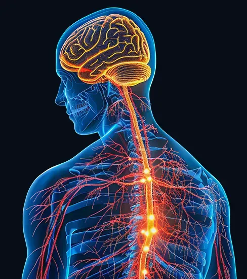 Educational illustration of the brain, spinal cord and peripheral nerves